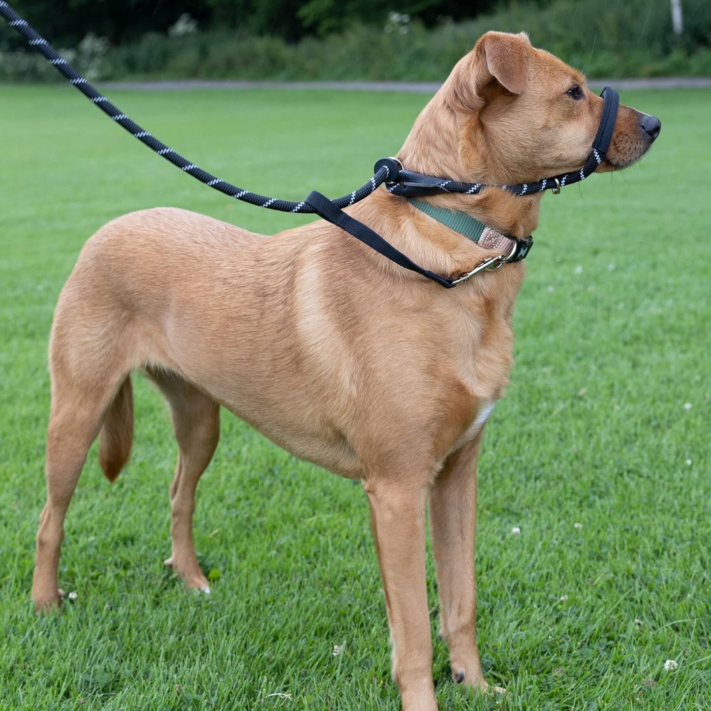 Figure of 8 Dog Lead - anti Pull Stop Dogs Pulling - Rope Slip Leads with Padded se Support (Medium/Large) Black