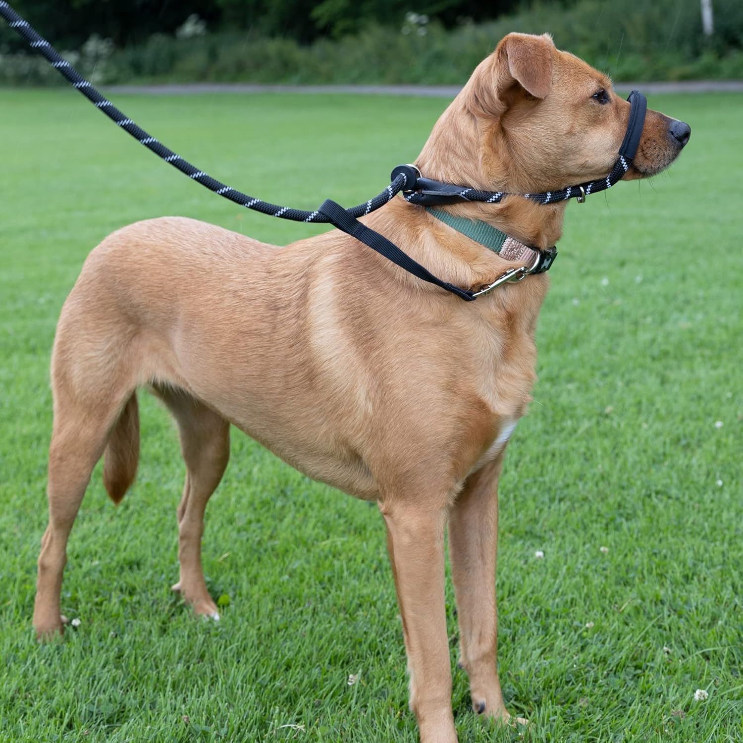Figure of 8 Dog Lead - anti Pull Stop Dogs Pulling - Rope Slip Leads with Padded se Support (Medium/Large) Black